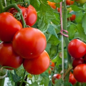 agriculture kpalime tomates togo