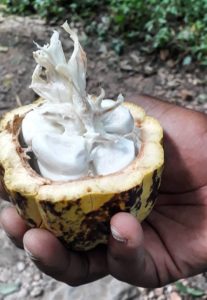 kpalime le cacao frais a portee de main